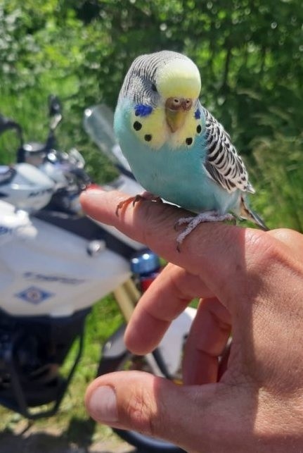 Papuga "kontrolowała" jarosławskich policjantów [ZDJĘCIA]
