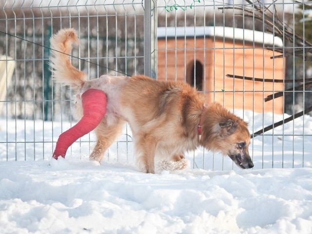 Leluś został opatrzony i odżywiony. Bawi  się teraz spokojnie.