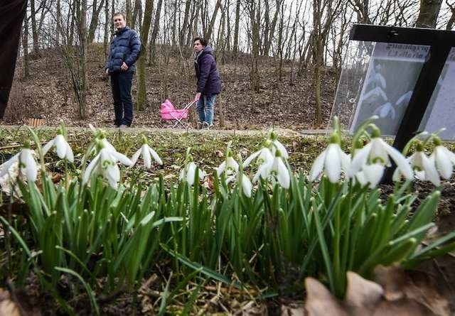 W ogrodzie botanicznym w Myślęcinku zrobiło się już wiosennie. Najwięcej znajdziemy przebiśniegów