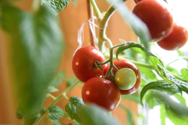 To się dzieje z organizmem, gdy jesz pomidory. Zobacz, dlaczego warto je jeść >>>>>