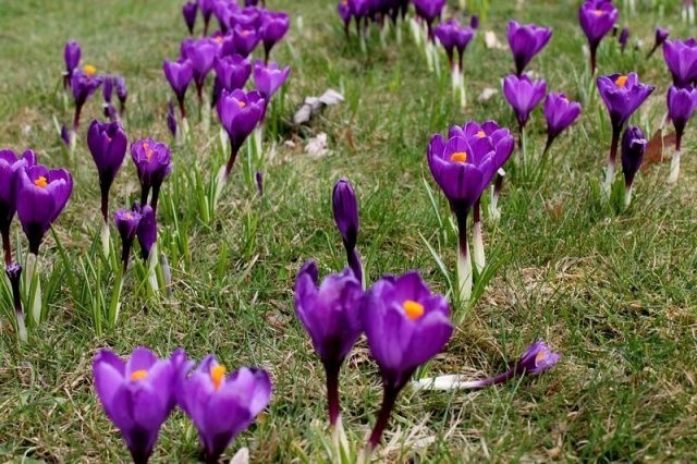 Wiosna w Parku Śląskim! 2 tysiące krokusów w Rosarium ZDJĘCIA