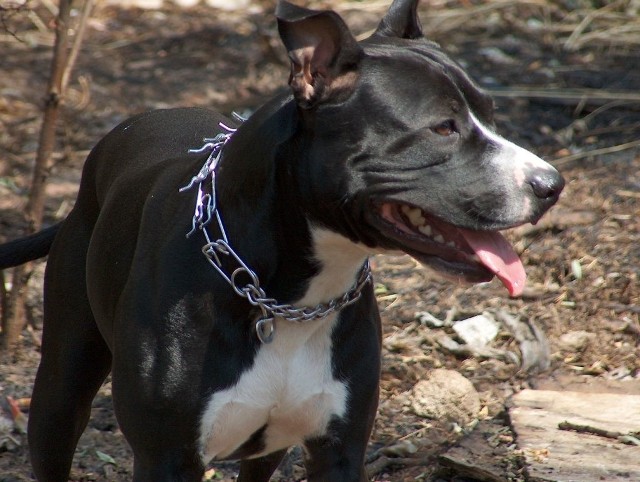 Właściciel dwóch psów rasy pit bull z Rogowa nie zarejestrował swoich czworonogów, choć tak nakazuje prawo.