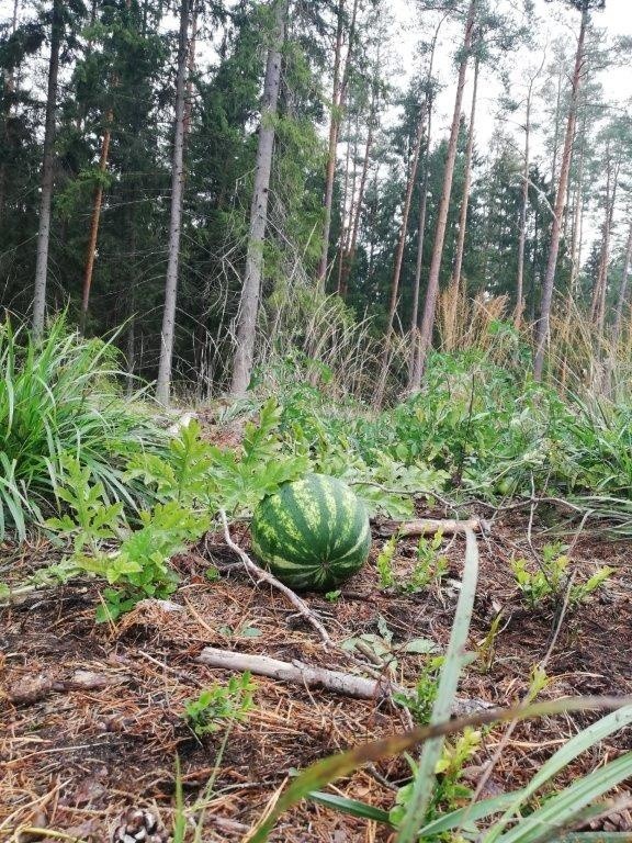 Do polskich lasów na... arbuzy! Leśnicy znaleźli w puszczy rosnącego arbuza [zdjęcia]