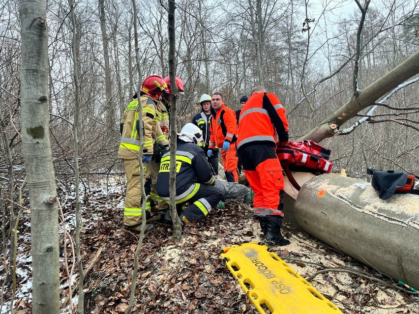Wypadek podczas wycinki w lesie w Jurkowicach. Drzewo przygniotło pilarza, mężczyzna zmarł