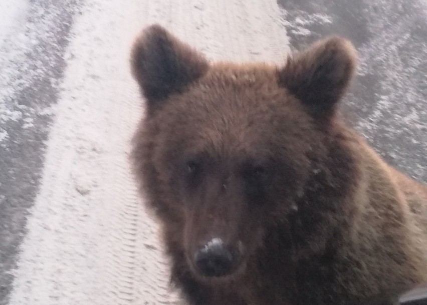 Kolejne spotkanie z niedźwiedziem z Polany [FOTO]