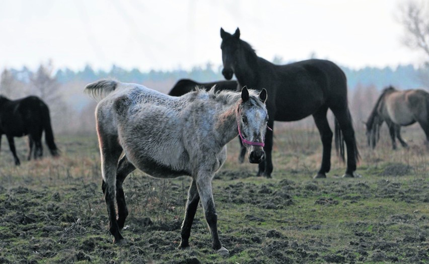 Wychudzone konie i szkielety zwierząt na pastwisku