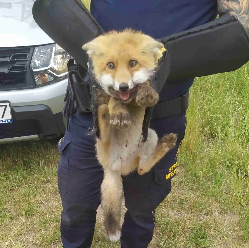 Lis utknął pod ogrodzeniem ogródków działkowych w Redle koło...