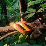 Kraków. Wcześniej wielki wąż na Plantach, a teraz egzotyczny gad znaleziony w parku