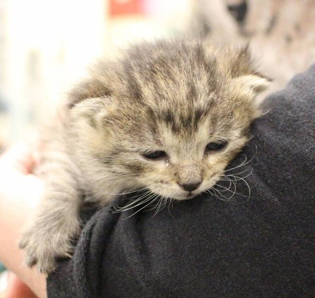 Ta maleńka kotka trafiła do schroniska w poniedziałek 20 listopada.