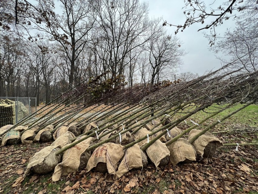 Ul. Legnicką i Lotniczą ozdobią 932 drzewa z 16 gatunków,...