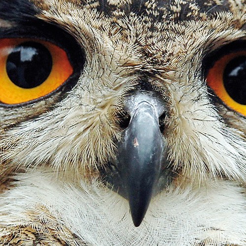 Puchacz (łac. bubo bubo) mieszka w wyznaczonej już Ostoi Drawskiej. Według samorządowców ptasi rezerwat może doprowadzić do opóźnienia w rozwoju wielu miast regionu.