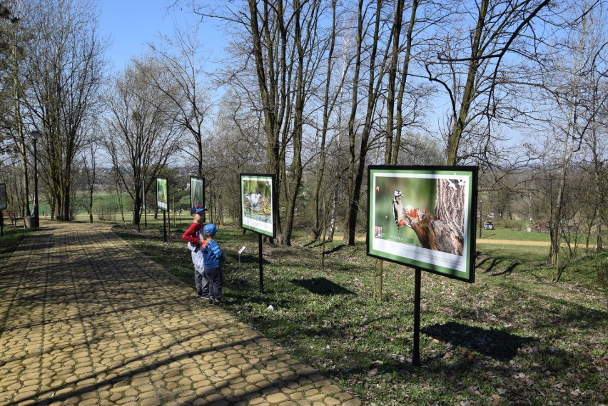 Śląski Ogród Botaniczny. Międzynarodowy Dzień Ptaków