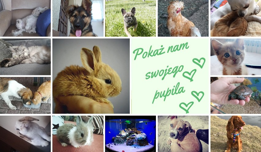 Dziś Światowy Dzień Zwierząt! Oto pupile czytelników "Echa...