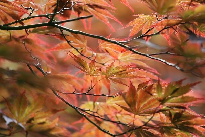 Botanik w Poznaniu: Widać już pierwsze oznaki jesieni