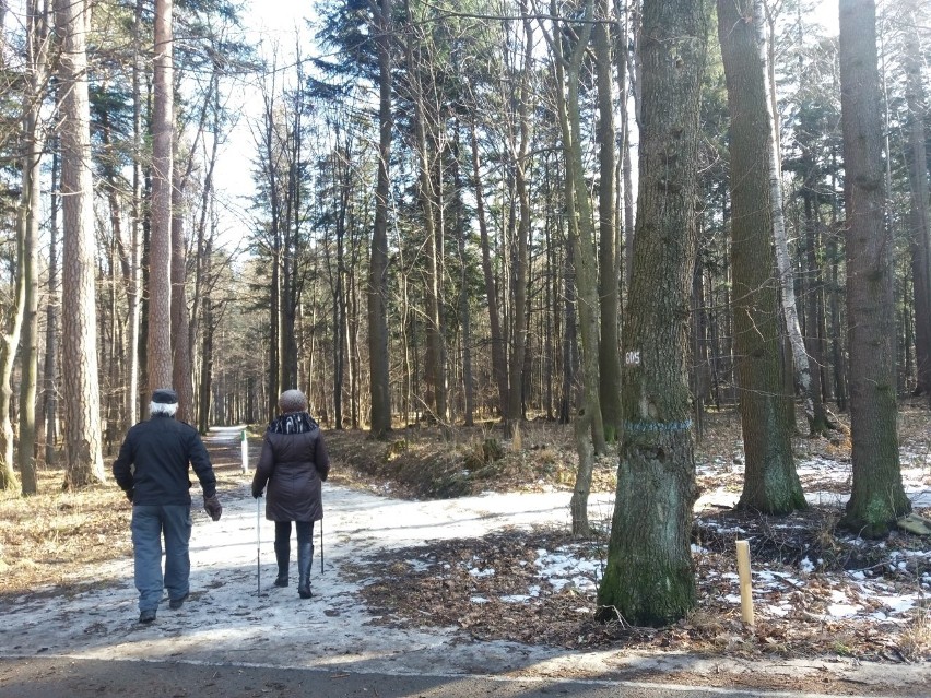 Wycinka drzew w Bielsku-Białej w Cygańskim Lesie