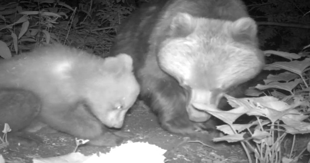 Niedźwiedzia rodzina w obiektywie kamery. Nagranie z polskich Tatr