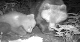 Rodzina niedźwiedzi brunatnych uwieczniona na nagraniu. Tatrzański Park Narodowy publikuje film