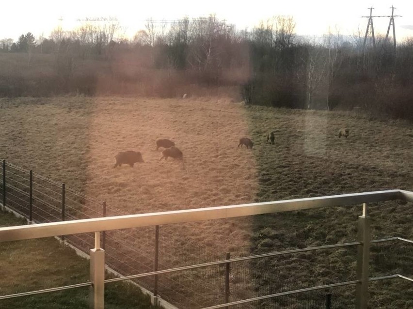 Dzikie zwierzęta wyszły nie tylko na ulice miast. Ptaki i nietoperze spotkać można nawet w domach