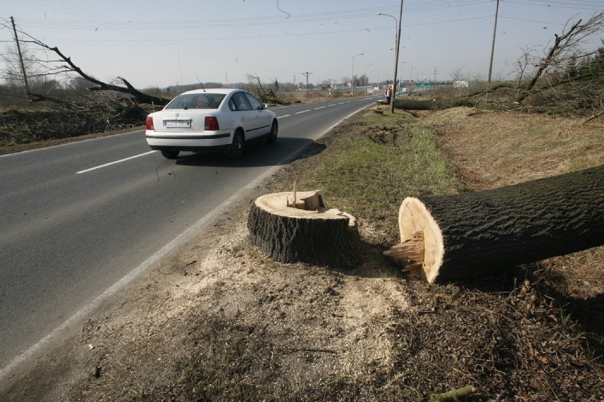 Wycięli setki drzew. To początek budowy drogi S3 (ZDJĘCIA)