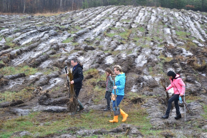 Dąbrowa Górnicza: Las Europejski posadzony już po raz dwunasty [ZDJĘCIA]