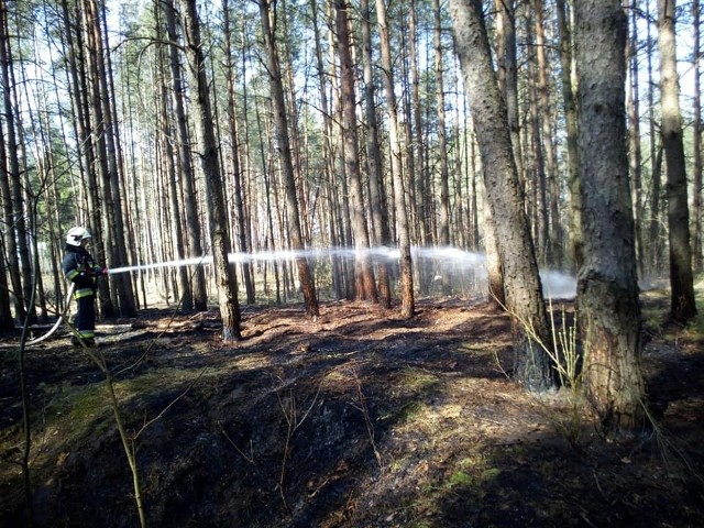W sobotę, przed godz. 10, podlascy strażacy otrzymali informację o pożarze w lesie przy ul. Ks. W. Rabczyńskiego w WasilkowieInformacja pochodzi z fanpejdża OSP Wasilków