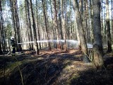 Wasilków. Pożar lasu za Górą Krzyży (zdjęcia)