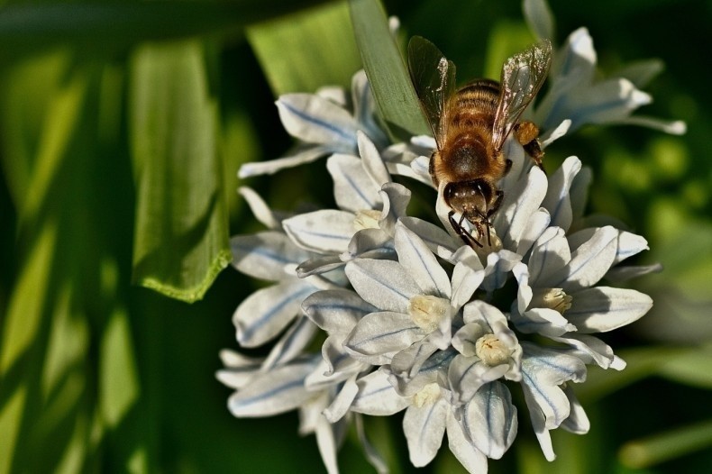 Kwiaty puszkinii są cenne dla pszczół i trzmieli - kwitną...
