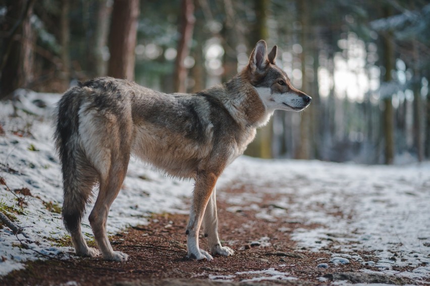 Martwego wilka odnaleziono nieopodal Ośna Lubuskiego w...