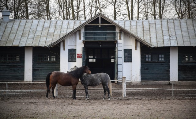 Stadnina w Janowie Podlaskim