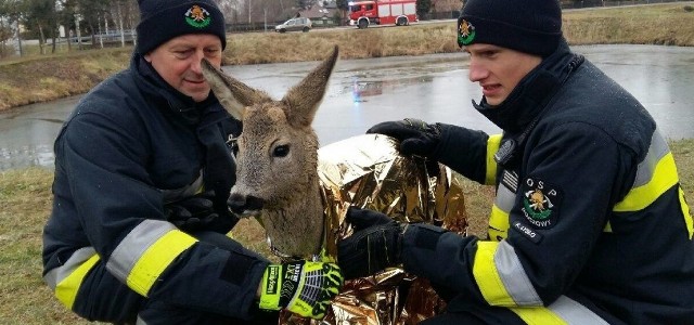 Strażacy z OSP Bojszowy uratowali sarnę uwięzioną na zamarzniętym stawie
