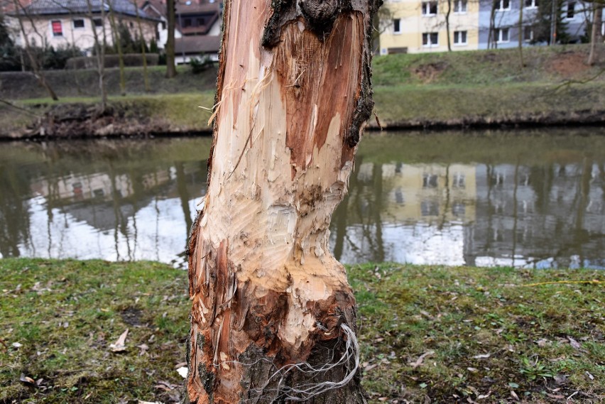 Drzewa nadgryzione przez bobry nad Młynówką.