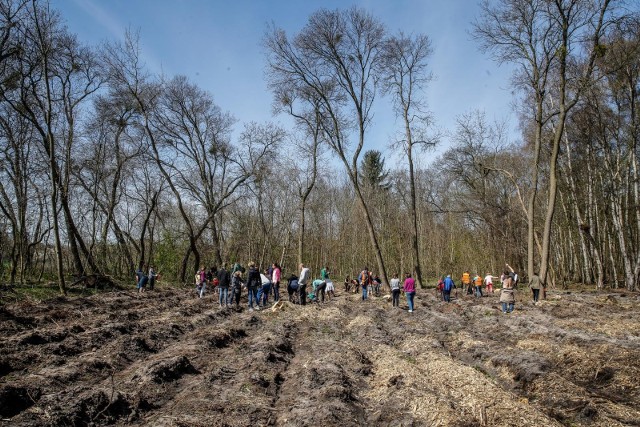 Wójt Tarnowa Podgórnego Tadeusz Czajka wskazał, że samorząd promuje akcję sadzenia drzew hasłem „Parkujmy razem”. "Ma ono zachęcać do wspólnego tworzenia parku i pokazywać, że w przyszłości miejsce będzie zachęcać do wypoczynku, relaksu i do wspólnego spędzania czasu razem.