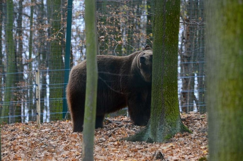 Zoo w Poznaniu: Niedźwiedzie nie zapadły w sen!