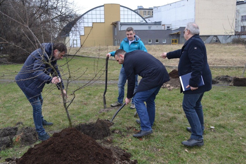 Gdzieś wycinają drzewa a w Częstochowie sadzą ZDJĘCIA