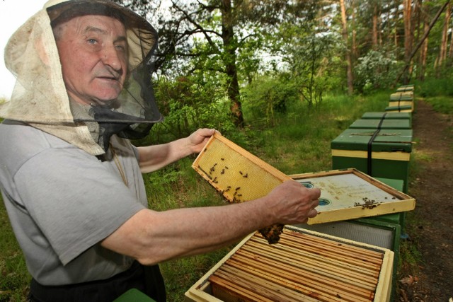 Niektóre pszczoły w zdewastowanych ulach przeżyły. Jednak w tym sezonie pan Władysław już nie zbierze miodu z pasieki.