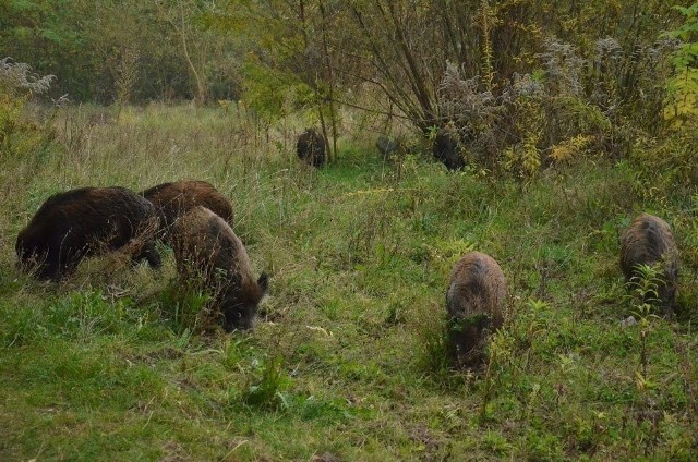 Dziki podzieliły poznaniaków. Strzelać czy nie strzelać?