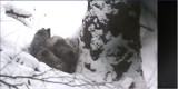 Kiedy niedźwiadki w Bieszczadach zapadną w zimowy sen? [WIDEO]