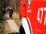 Pożar młodnika pod Olesnem. W akcji gaśniczej samolot i 9 zastępów strażackich [wideo, zdjęcia]