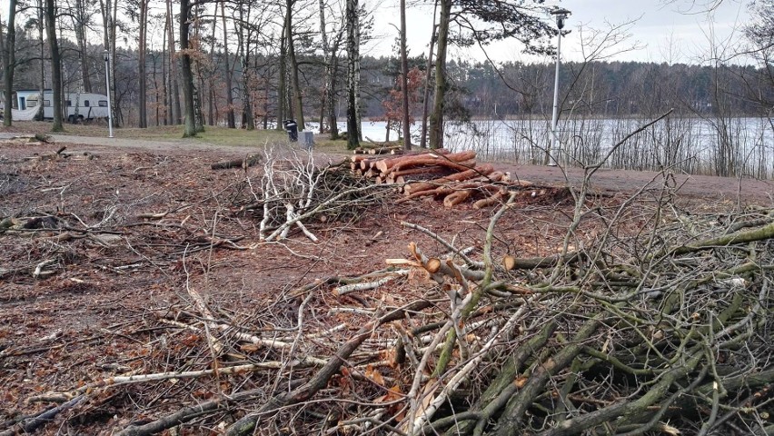 Wokół Turawy trwa wielka wycinka drzew. Zniknie 5 hektarów! [Galeria]