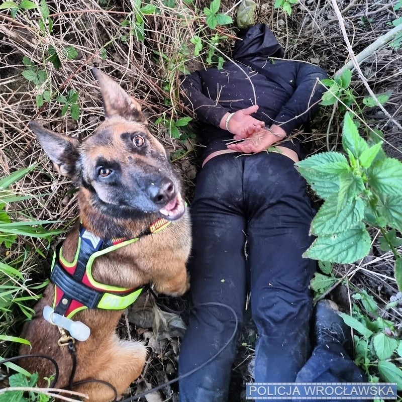 Baf służy w Policji od 6 lat jako pies patrolowo-tropiący.