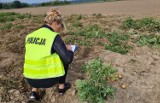 W Niemysłowicach złodziej ukradł ziemniaki z pola. Rolnik z synem złapali go i przekazali policji