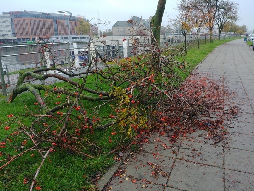 Problem z czystością w rejonie bulwarów i Podzamcza w Szczecinie. Drzewo na chodniku, śmieci z trawnika mają zniknąć