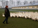 Przyzagrodowy chów gęsi. Kursy dla hodowców