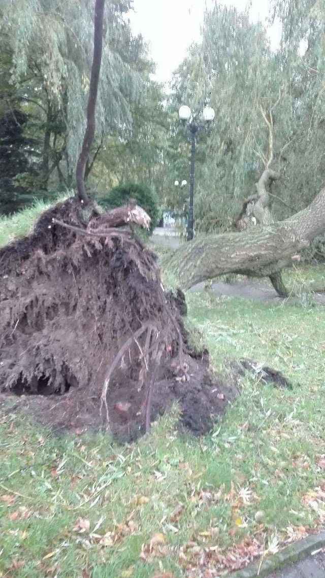 Orkan Ksawery przeszedł przez powiat słubicki. Nie żyje jedna osoba, jest wiele połamanych drzew.