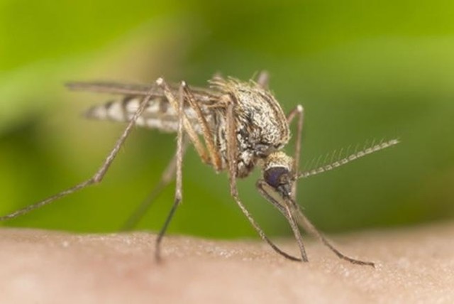 Czy to prawda, że olejek waniliowy chroni przed komarami i meszkami?
