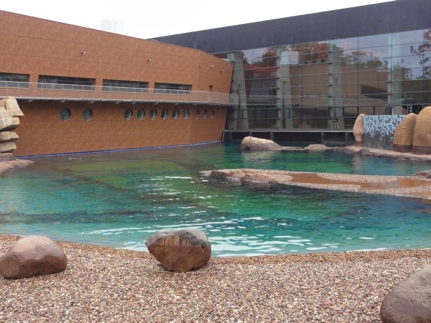 Wrocław: Afrykarium w zoo częściowo otwarte. Pingwiny i kotiki w nowym basenie (FILM, ZDJĘCIA)