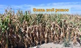 Susza 2018 - pomoc suszowa. Wszystko, co warto wiedzieć [odszkodowania, inne formy wsparcia]