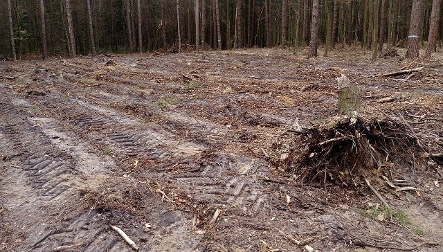 Gdzieniegdzie lasy zostały zniszczone doszczętnie.