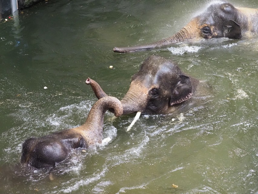 6 stycznia w Orientarium słonie także będą się kąpać.