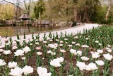 Kolorowa wiosna budzi się w Arboretum w Bolestraszycach [ZDJĘCIA]